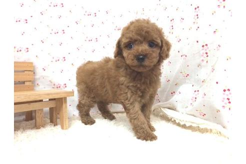 成約済の滋賀県のトイプードル-12603の1枚目