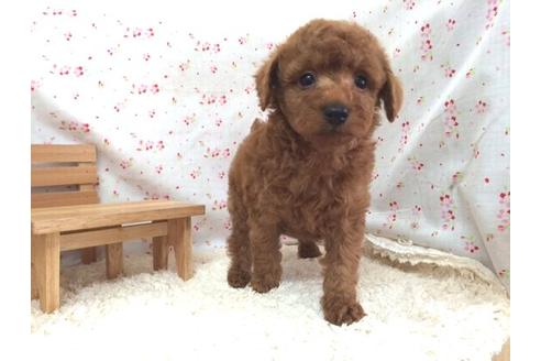 成約済の滋賀県のトイプードル-12604の2枚目