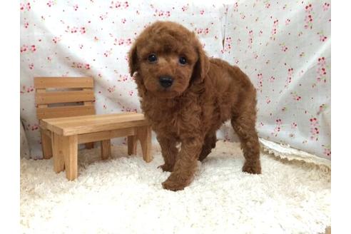 成約済の滋賀県のトイプードル-12604の1枚目