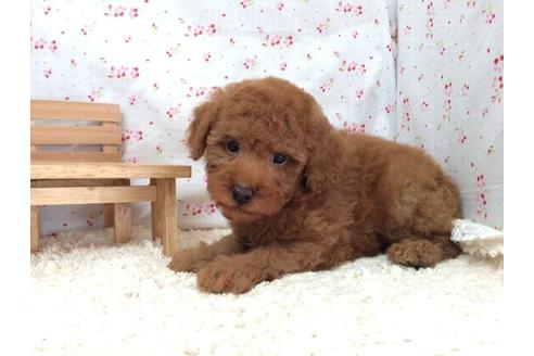 成約済の滋賀県のトイプードル-12605の1枚目