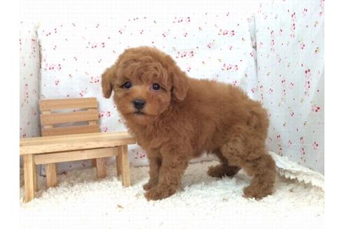 成約済の滋賀県のトイプードル-12606の2枚目