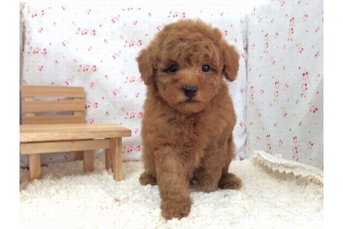 成約済の滋賀県のトイプードル-12606の1枚目