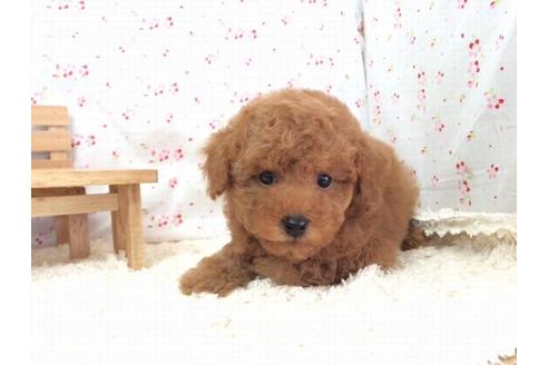 成約済の滋賀県のトイプードル-12607の2枚目