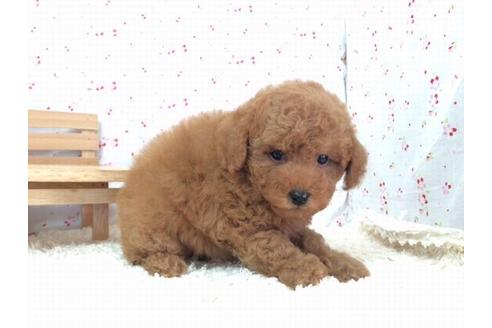 成約済の滋賀県のトイプードル-12607の1枚目