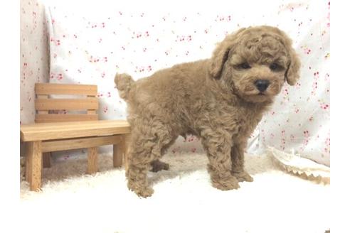 成約済の滋賀県のトイプードル-12610の2枚目