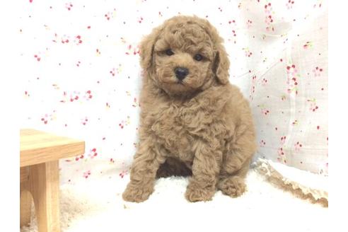 成約済の滋賀県のトイプードル-12610の1枚目