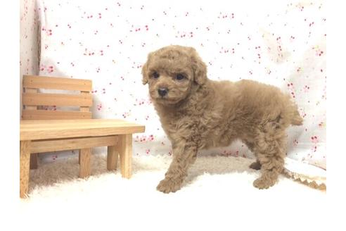 成約済の滋賀県のトイプードル-12611の2枚目