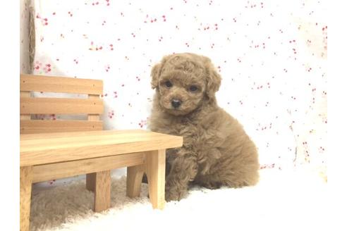 成約済の滋賀県のトイプードル-12611の1枚目