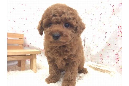 成約済の滋賀県のトイプードル-12612の2枚目