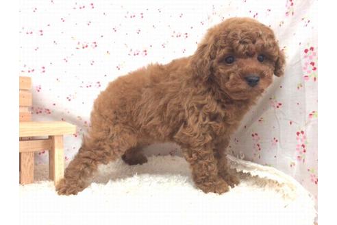 成約済の滋賀県のトイプードル-12612の1枚目