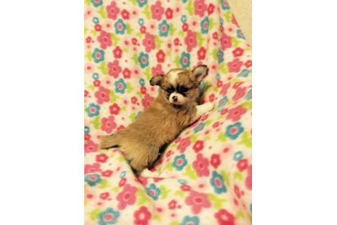 成約済の愛知県のチワワ-12196の2枚目