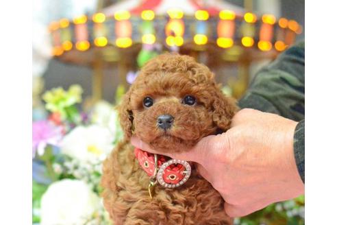 成約済の埼玉県のトイプードル-11640の2枚目