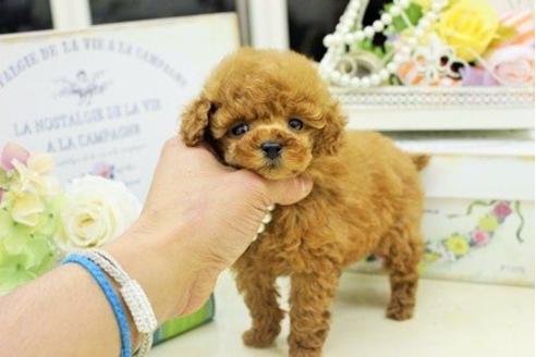 成約済の大阪府のトイプードル-12626の1枚目