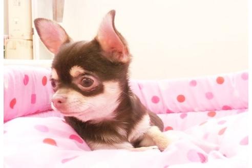 成約済の大阪府のチワワ-10424の2枚目