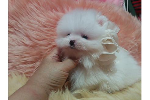 成約済の愛知県のポメラニアン-12652の5枚目