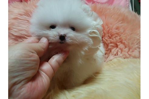 成約済の愛知県のポメラニアン-12652の3枚目
