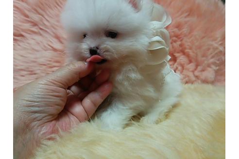 成約済の愛知県のポメラニアン-12652の1枚目