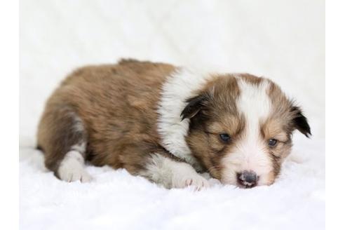 成約済の栃木県のシェットランドシープドッグ(シェルティ)-12655の3枚目