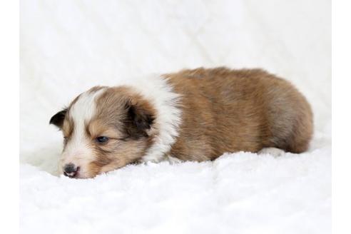 成約済の栃木県のシェットランドシープドッグ(シェルティ)-12655の1枚目