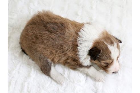 成約済の栃木県のシェットランドシープドッグ(シェルティ)-12655の2枚目