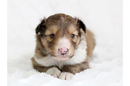 成約済の栃木県のシェットランドシープドッグ(シェルティ)-12656の1枚目