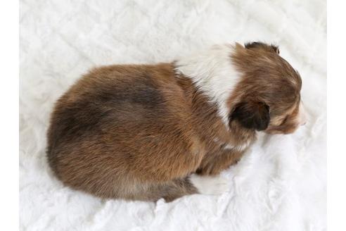 成約済の栃木県のシェットランドシープドッグ(シェルティ)-12656の3枚目