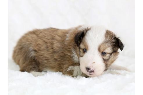 成約済の栃木県のシェットランドシープドッグ(シェルティ)-12657の3枚目