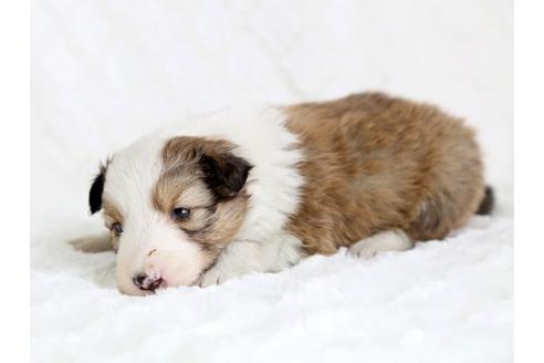 成約済の栃木県のシェットランドシープドッグ(シェルティ)-12657の1枚目