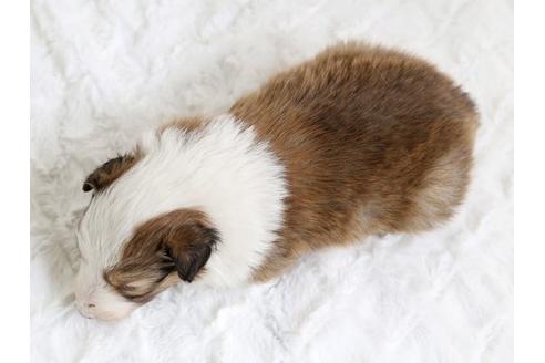 成約済の栃木県のシェットランドシープドッグ(シェルティ)-12657の2枚目