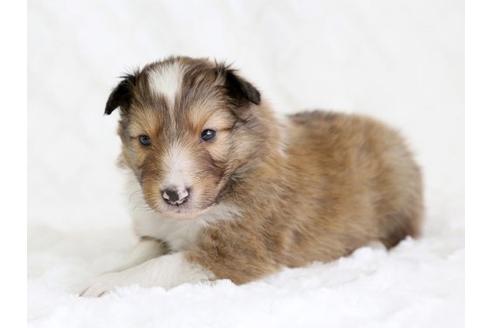 成約済の栃木県のシェットランドシープドッグ(シェルティ)-12658の1枚目