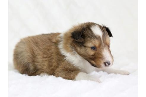 成約済の栃木県のシェットランドシープドッグ(シェルティ)-12658の2枚目