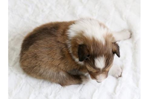 成約済の栃木県のシェットランドシープドッグ(シェルティ)-12658の3枚目