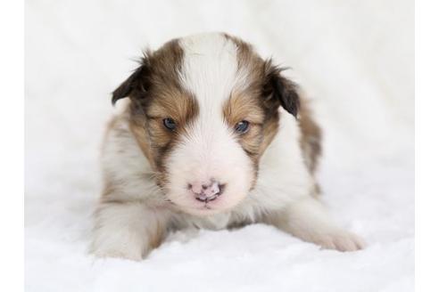 成約済の栃木県のシェットランドシープドッグ(シェルティ)-12659の1枚目