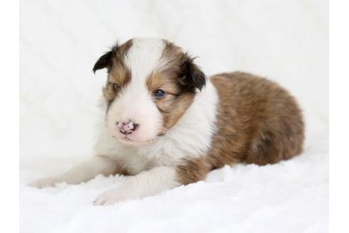 成約済の栃木県のシェットランドシープドッグ(シェルティ)-12659の2枚目