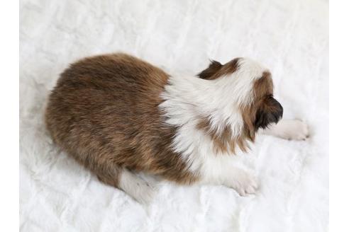 成約済の栃木県のシェットランドシープドッグ(シェルティ)-12659の3枚目