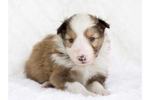 成約済の栃木県のシェットランドシープドッグ(シェルティ)-12660の1枚目