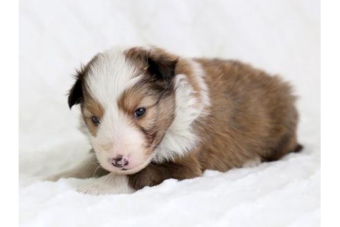 成約済の栃木県のシェットランドシープドッグ(シェルティ)-12660の2枚目