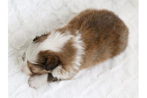 成約済の栃木県のシェットランドシープドッグ(シェルティ)-12660の3枚目