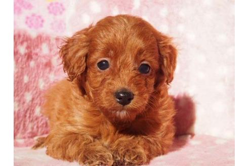 成約済の茨城県のトイプードル-12662の2枚目