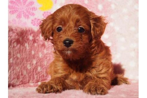 成約済の茨城県のトイプードル-12662の3枚目