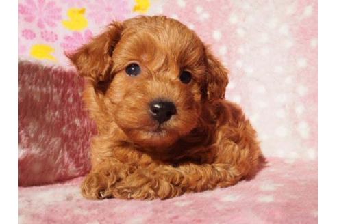成約済の茨城県のトイプードル-12663の1枚目