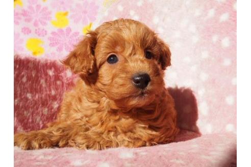 成約済の茨城県のトイプードル-12663の2枚目