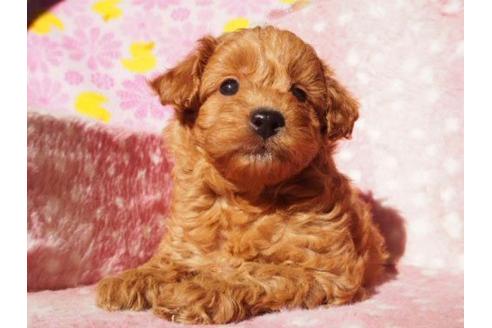 成約済の茨城県のトイプードル-12663の3枚目