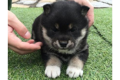 成約済の長崎県の柴犬-11608の1枚目