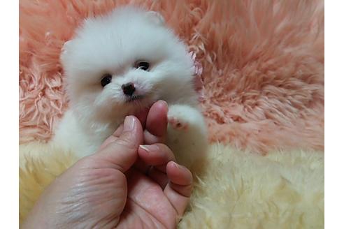 成約済の愛知県のポメラニアン-12666の5枚目