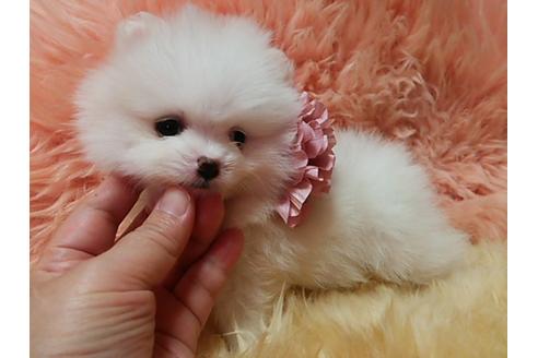 成約済の愛知県のポメラニアン-12666の3枚目