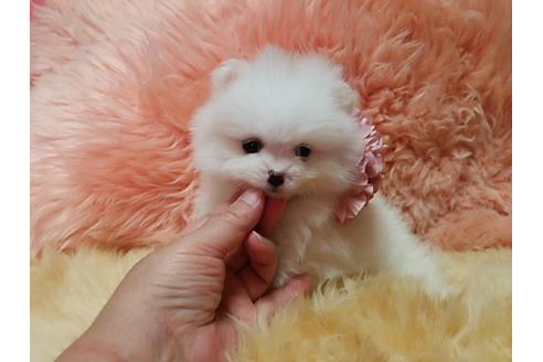 成約済の愛知県のポメラニアン-12666の1枚目