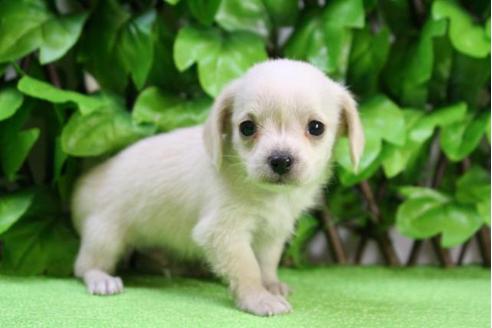 成約済の京都府のチワックス:チワワ×ミニチュアダックスフンド-12698の5枚目