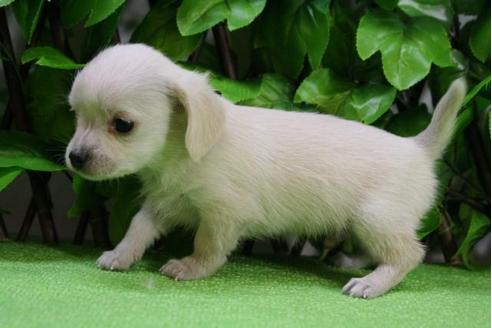 成約済の京都府のチワックス:チワワ×ミニチュアダックスフンド-12698の4枚目