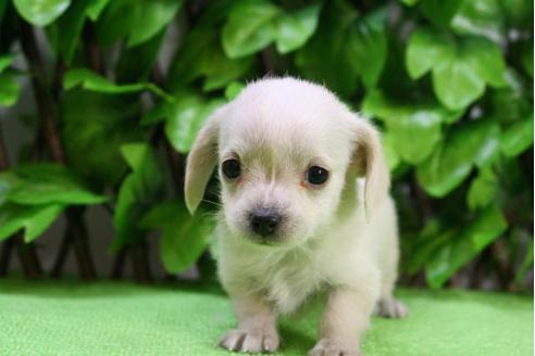 成約済の京都府のチワックス:チワワ×ミニチュアダックスフンド-12698の2枚目